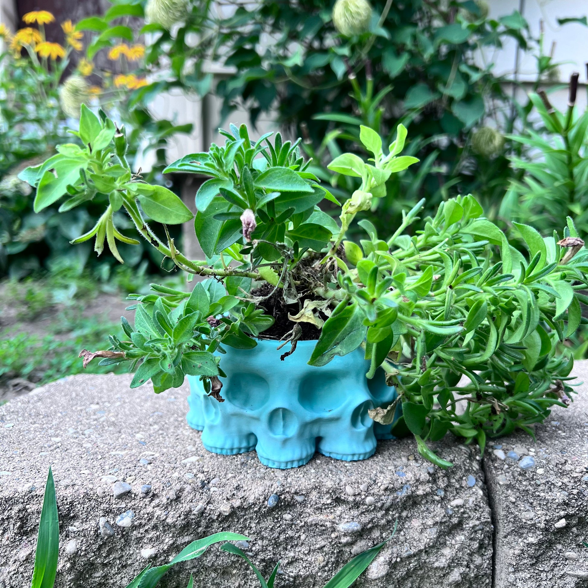 Oh Buddy multiple skull green cement planter pot for succulents and other small plants